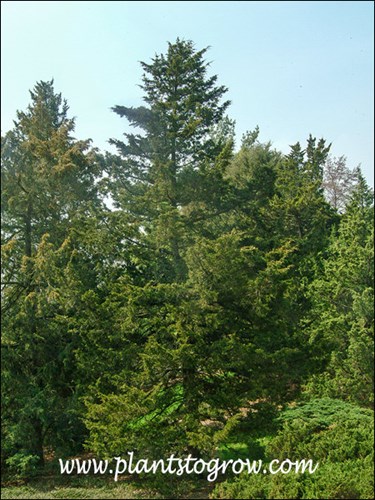 a large mature plant